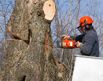 Man Cutting Down a Tree in Pittsburgh, PA