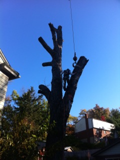 Cutting Tree Branches in Pittsburgh, PA