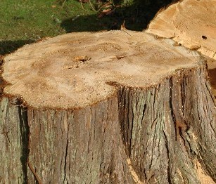 Tree Stump in Pittsburgh, PA